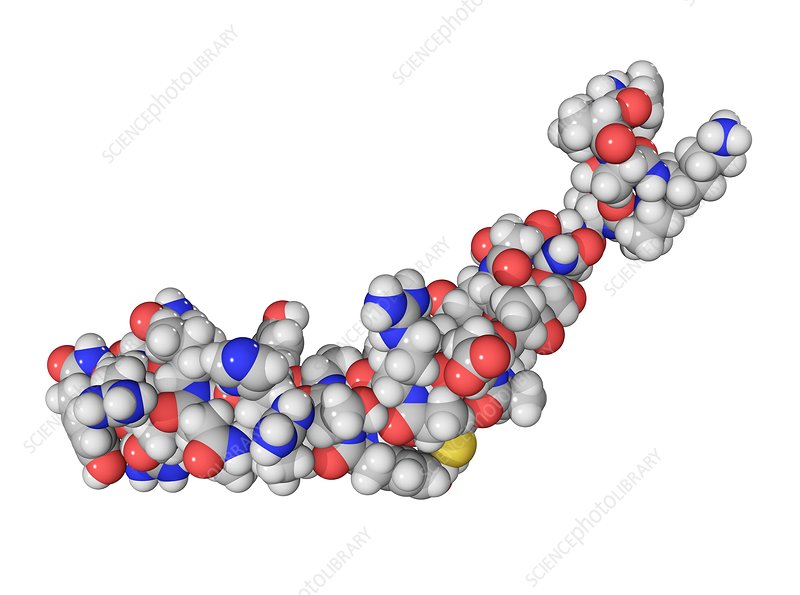 Peptider for søvn og restitusjon brukt i forskning i Norge